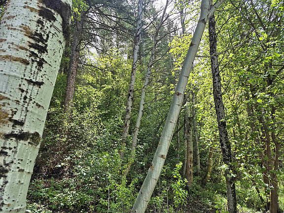 4th image of LOT 2 N Whispering Pnes