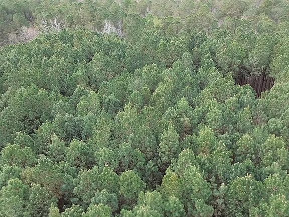 4th image of 2.11 Acres Boggy Branch Rd.