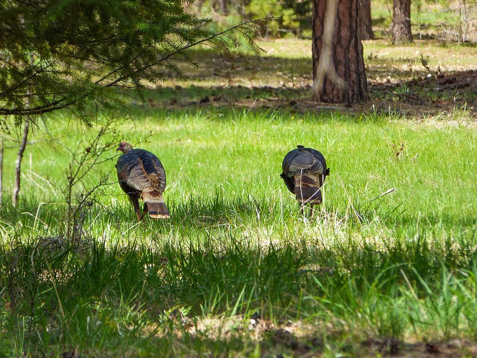 0 Belgian Ln Fort Jones, CA, 96032 Apartments for Rent Zillow