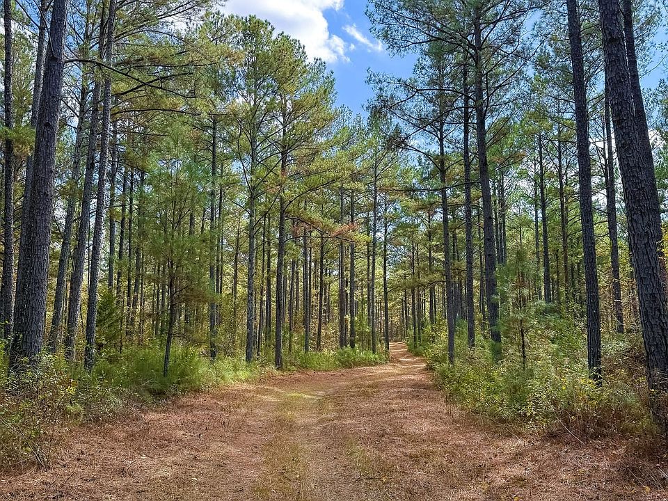 Rockybranch 035 20251111 3706