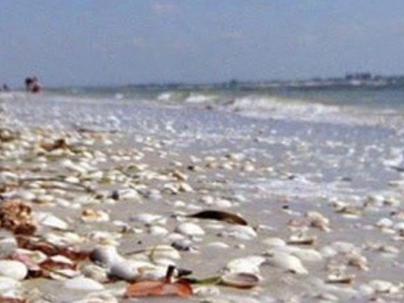 Shelling on sanibel island ____