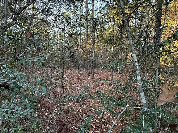 3rd image of 5 On Forest Ln