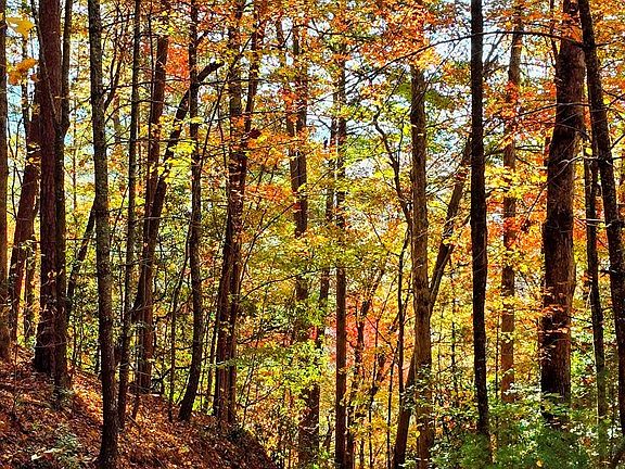 5th image of LOT 4 Gold Ridge Trl