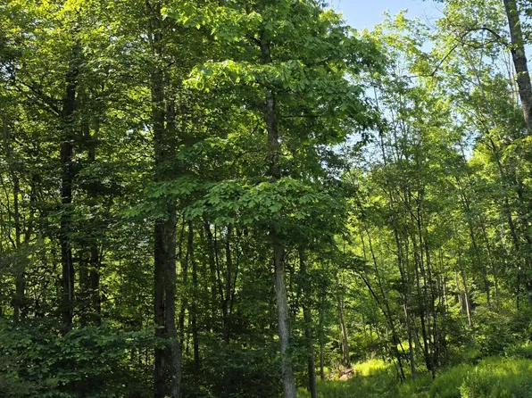Dip Hollow Lane Land, Cross Fork, PA 17729