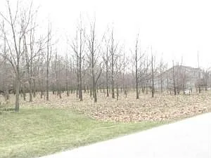 24813 S Sycamore St photo 1