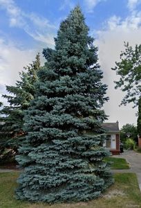 3512 W Webster Rd, Royal Oak, MI, 48073