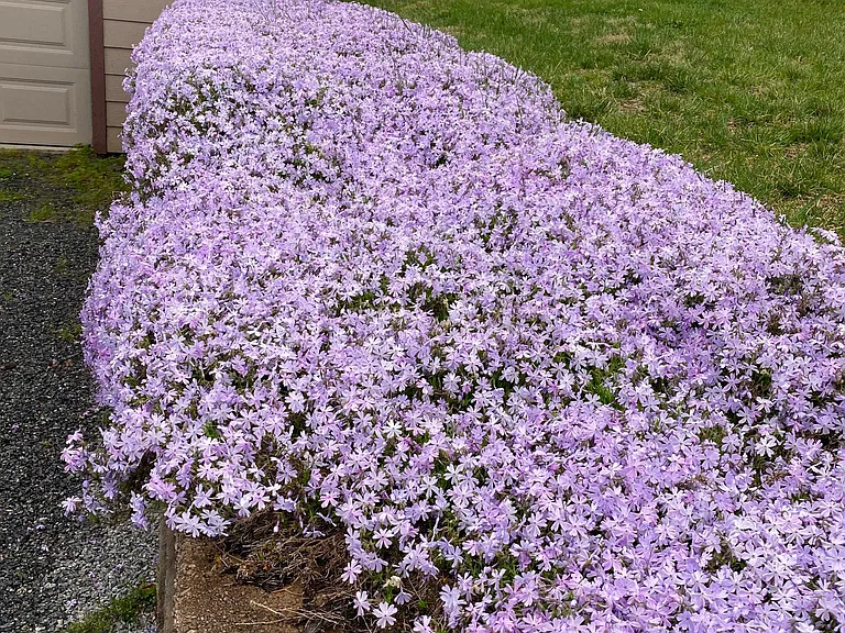 Flowers throughout the property.