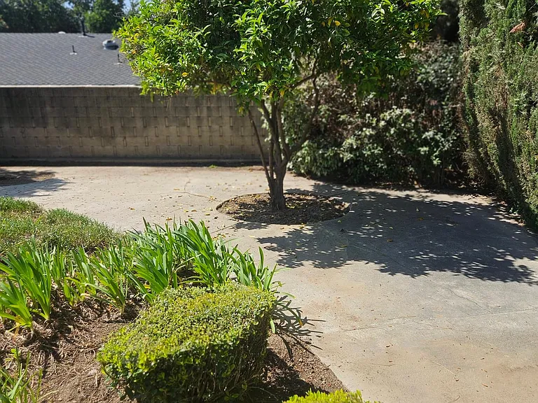 back yard