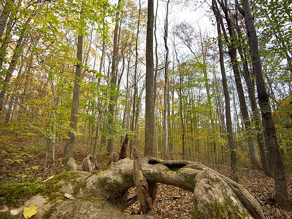 variety trees and wildlife