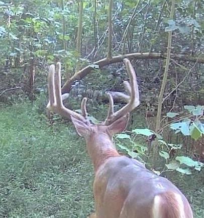 2nd image of 745 Coon Hollow Rd