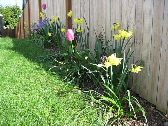 Front Yard