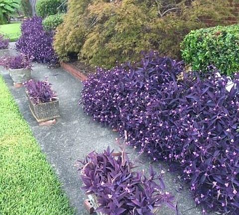 Summer Front yard blooming.