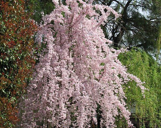 Weeping cherry April-May