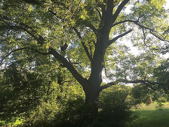 Another very large pecan tre