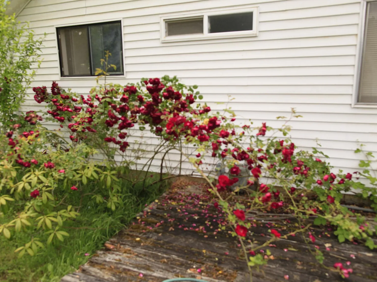 3 bed, 1028 sqft, $1,795 — Photo 4