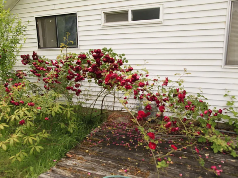 2445 SW Pickford St — Photo 4