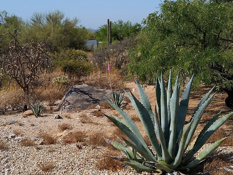 Aloe Vera at East Boundry