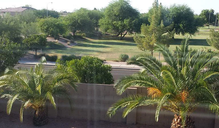 Pineapple palms in the backyard... view from the Master BR.