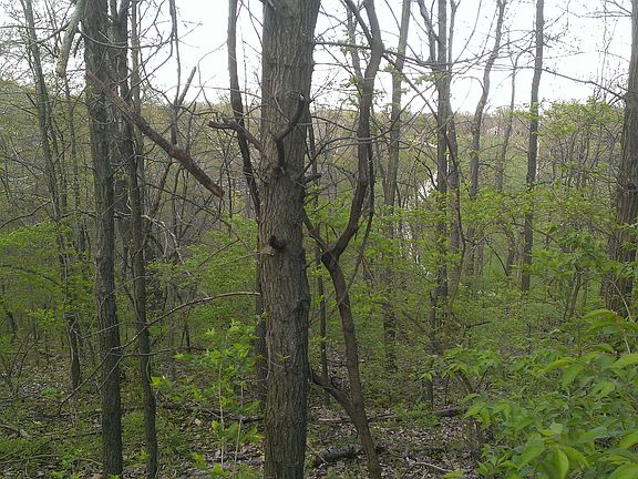 Forested section of land.