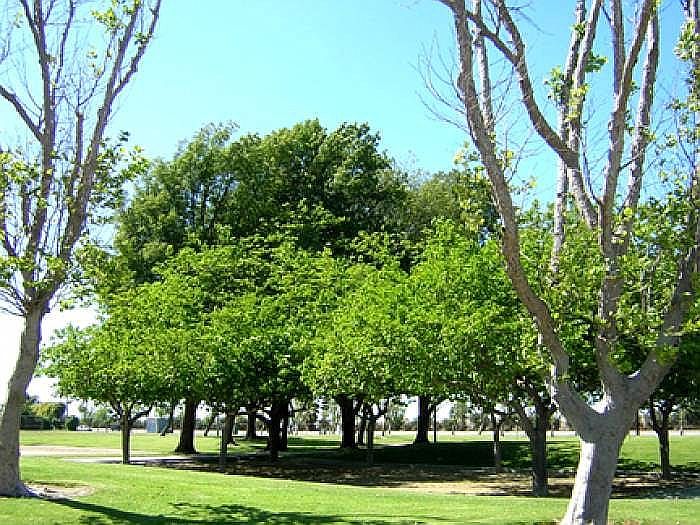 Park