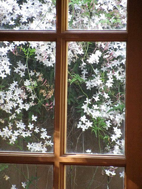 Blossoms thru windows