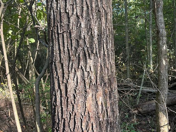 2nd image of TRACT 6 N Sunnyside Rd