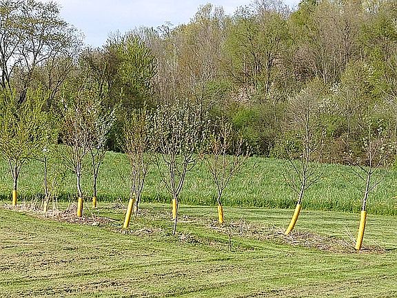 Orchard North of House
