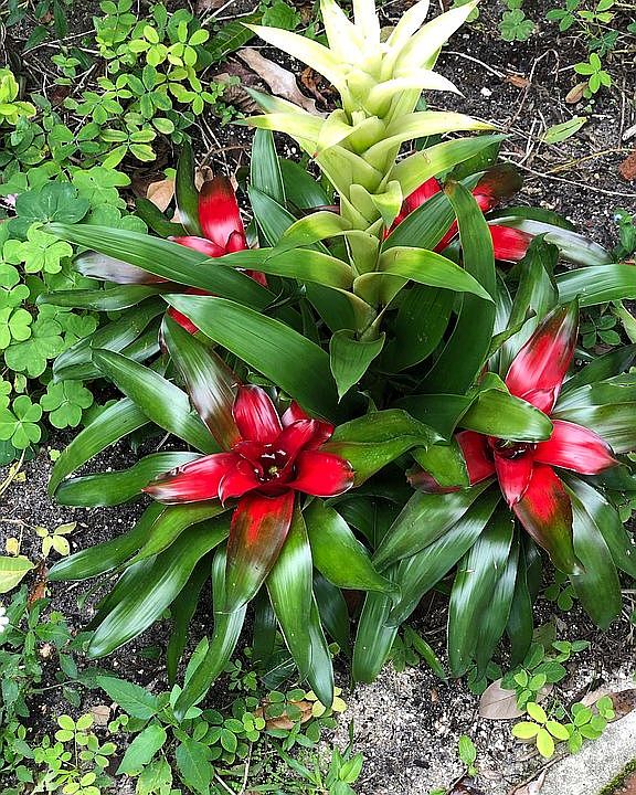 Landscaping Photos 