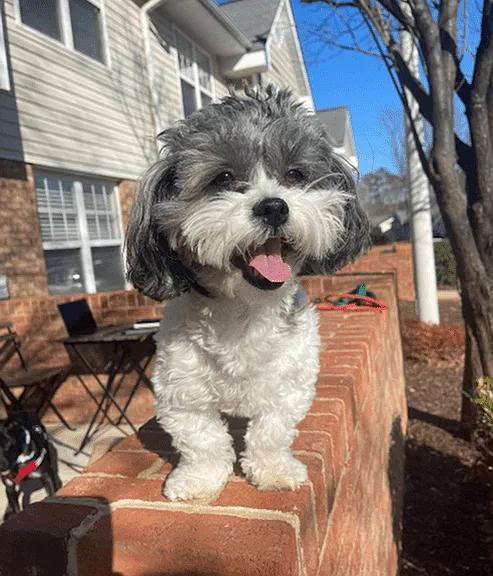 Pet of the Month