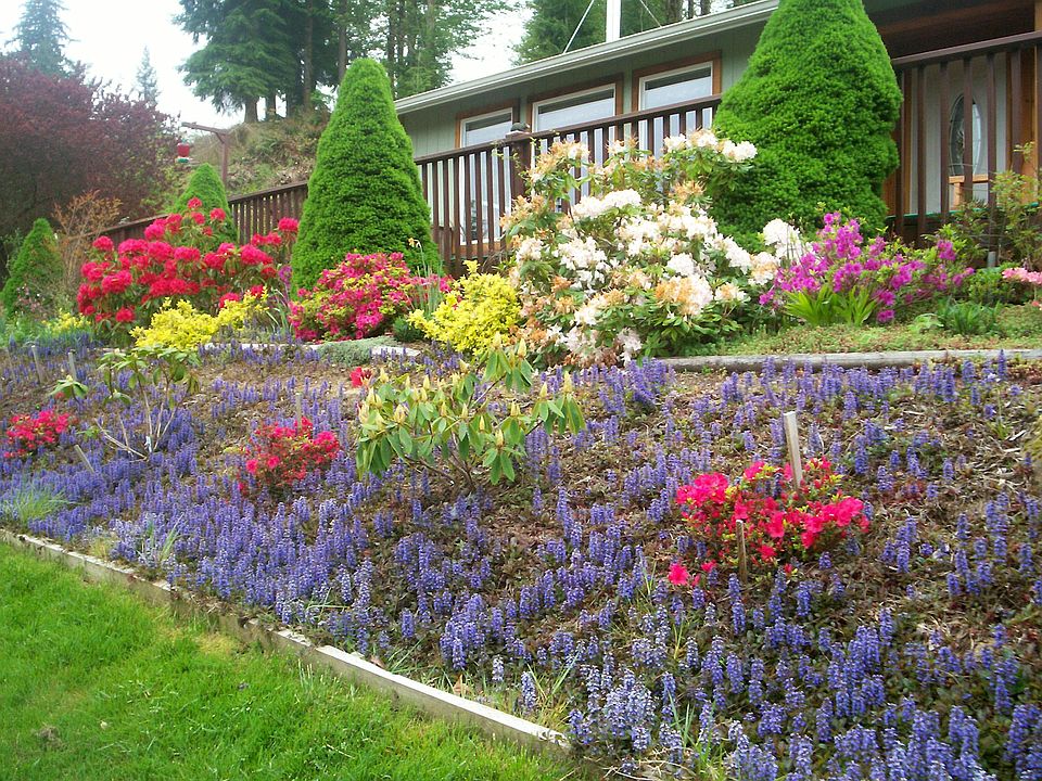 Front Yard in the Spring
