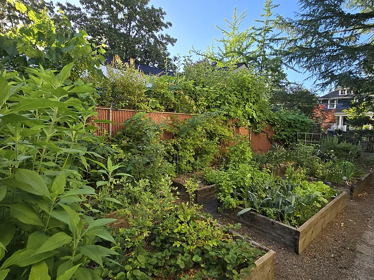 Vegetable garden (east facing)