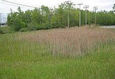 2nd image of 645 N Ellicott Creek Rd