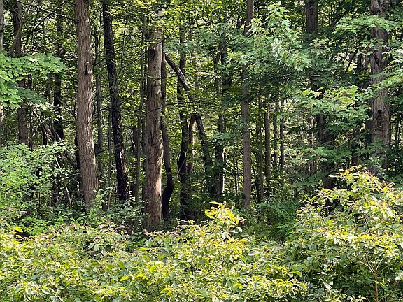 2nd image of 0 County Road 380