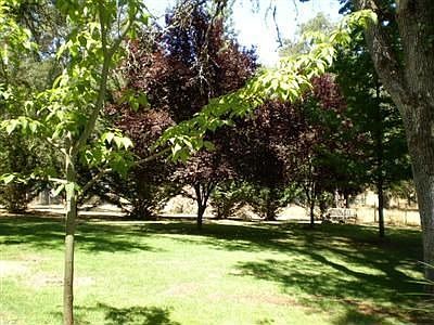 Picture taken in backyard
