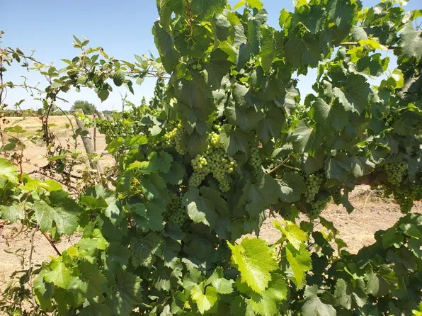 10698 W Barber Rd, Thornton, CA 95686