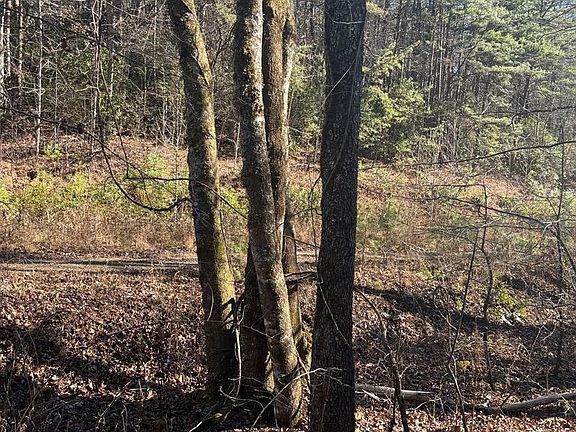 5th image of 1.03 Deep Forest Road