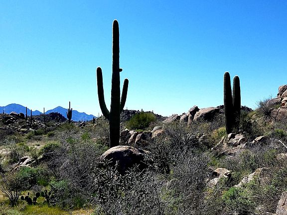 2nd image of 1481 W Tortolita Mountain Cir #281