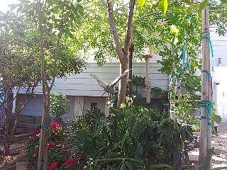 back yard