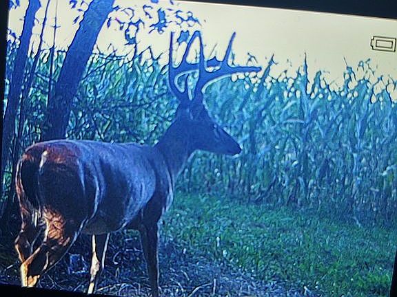 One of 11 deer currently on property