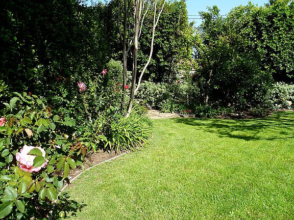 Backyard from dining room