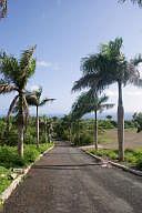 Palm Tree Lined Drive