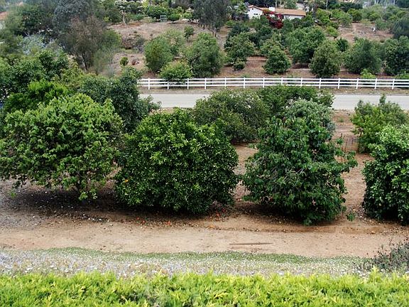 View of the orchard