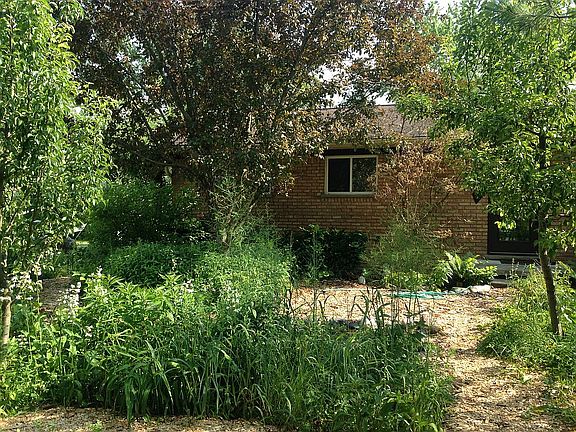 Front rain garden/pear trees