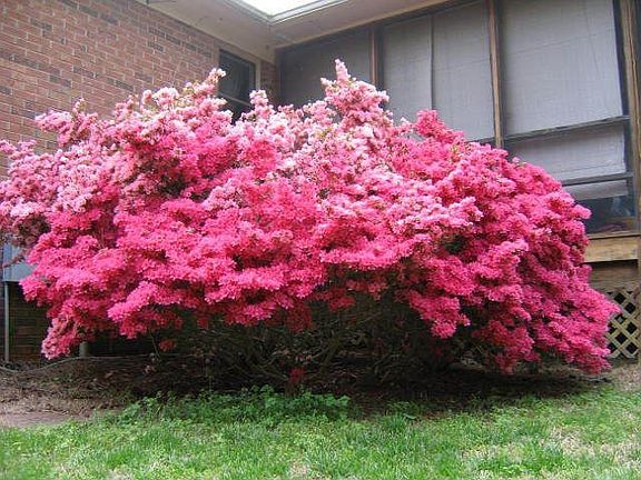 Rear Azalea