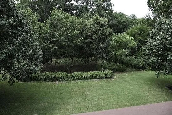 Back yard