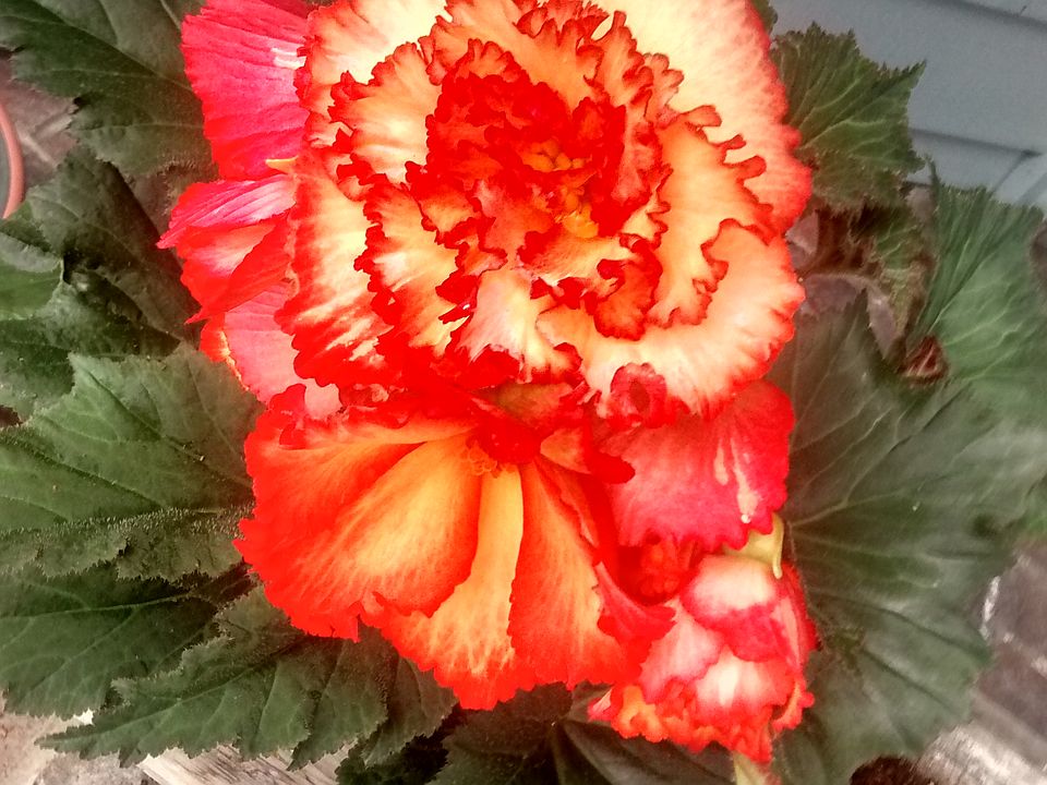 Begonias love the porch