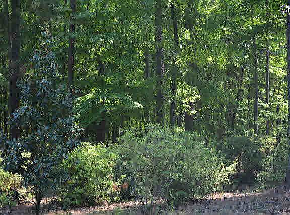 5th image of 206 Cutters Cove Ct