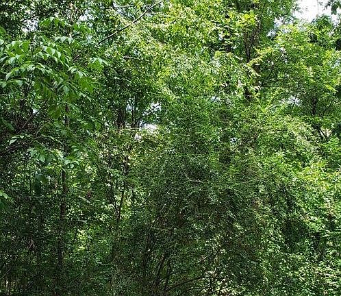 4th image of 1 Shady Oaks Dr
