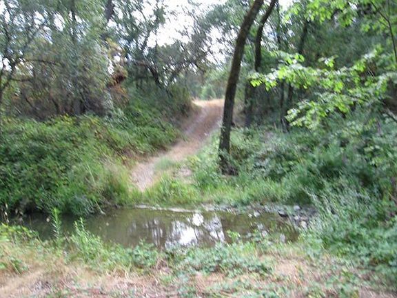 WOODS ALONG CREEK