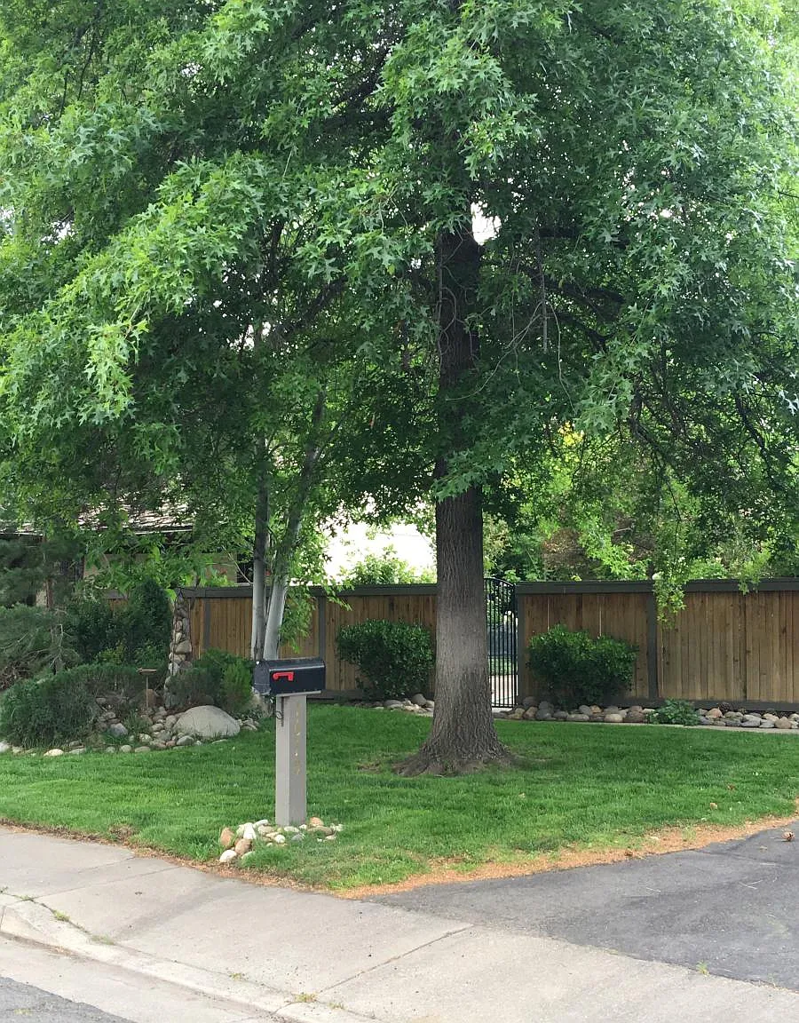 Foster Drive, Reno — Photo 1